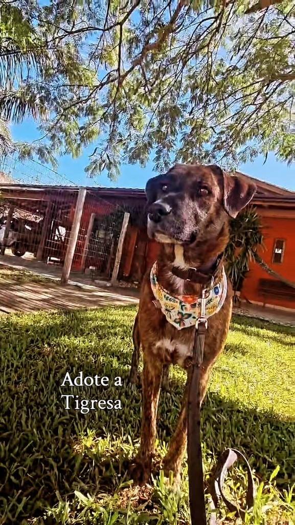 Tigresa, cachorro de porte médio para adoção em Imbituba - SC