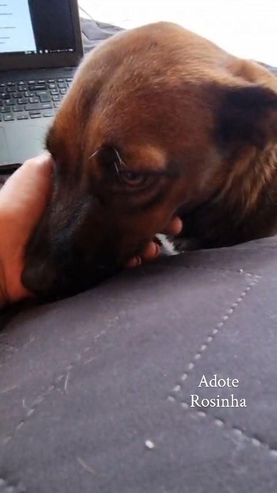 Rosinha, cachorro de porte pequeno para adoção em Imbituba - SC