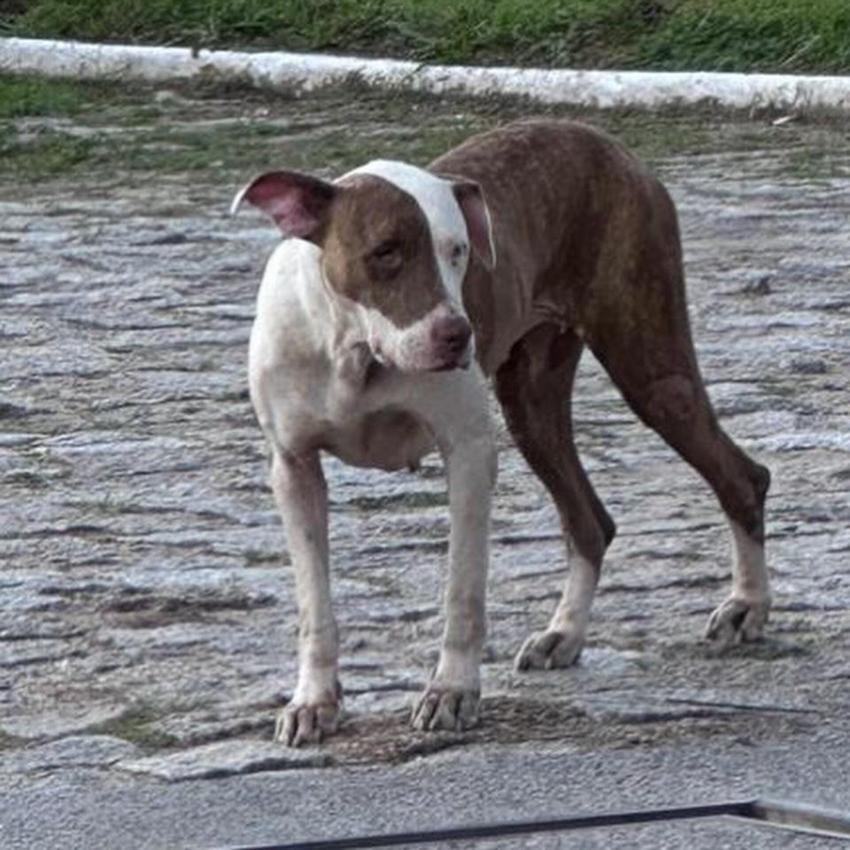 Ela, cadela de porte médio para adoção em Imbituba - SC