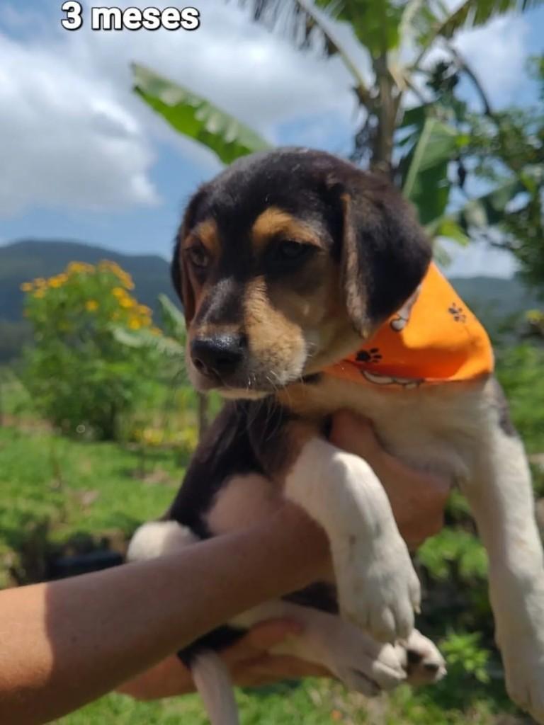 Teen, cachorro de porte pequeno para adoção em Imbituba - SC