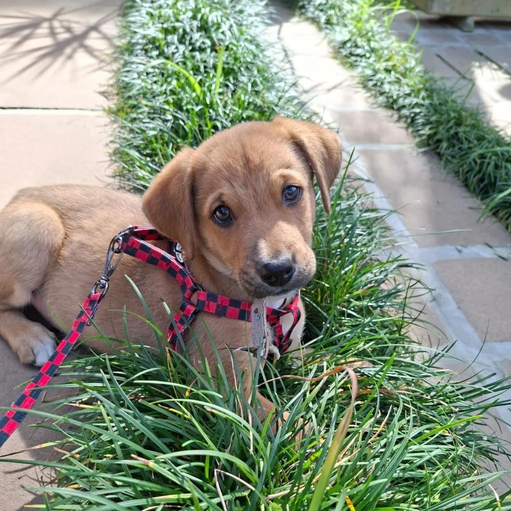 Léo, cachorro de porte pequeno para adoção em Imbituba - SC