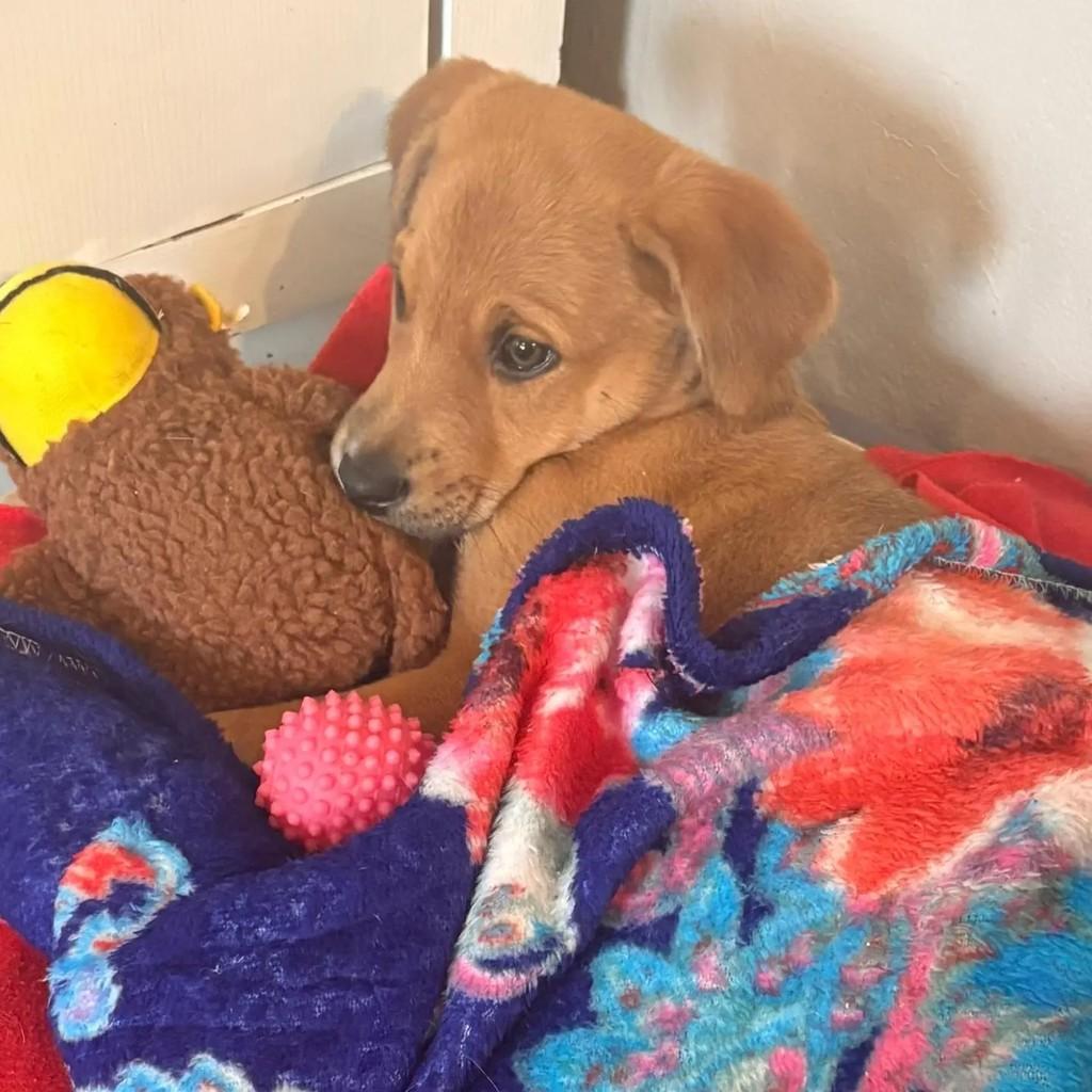 Léozinho, cachorro de porte pequeno para adoção em Imbituba - SC