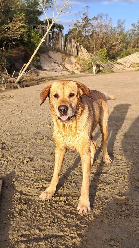 Grandão, cachorro de porte grande para adoção em Imbituba - SC