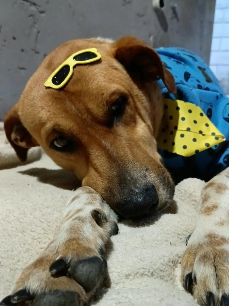 Dj, cachorro de porte médio para adoção em Imbituba - SC