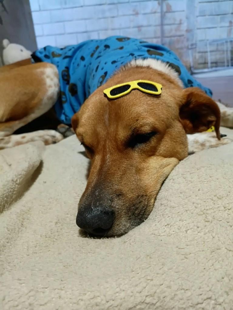 Dj, cachorro de porte médio para adoção em Imbituba - SC — foto 2 de 2
