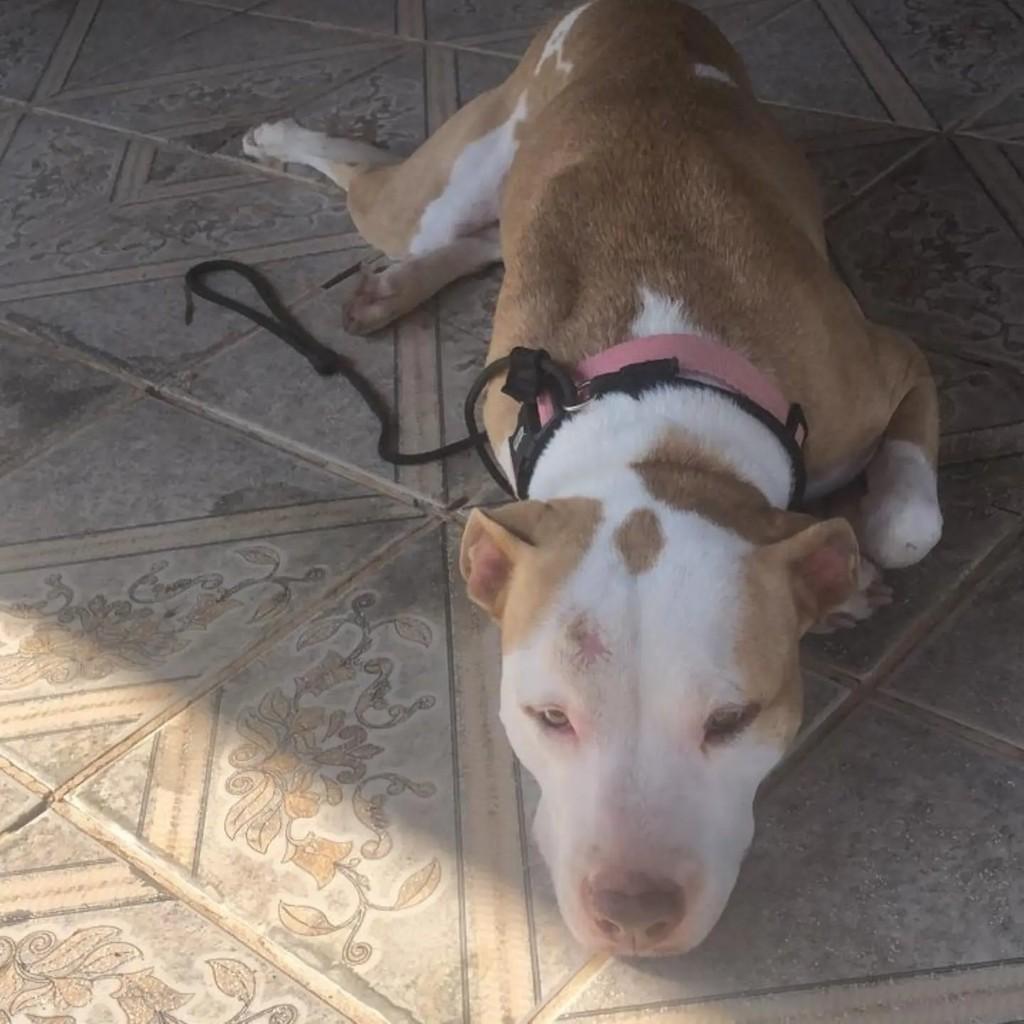 Gaya, cadela de porte médio para adoção em Imbituba - SC — foto 5 de 8