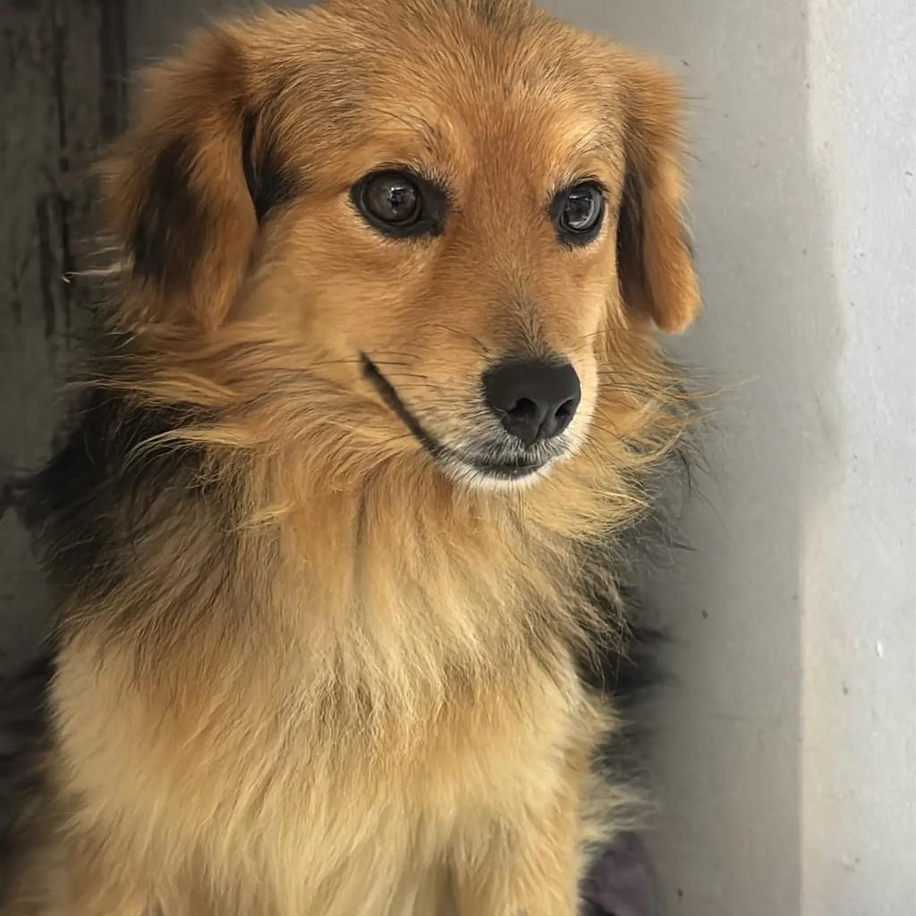 Chico, cachorro de porte médio para adoção em Imbituba - SC