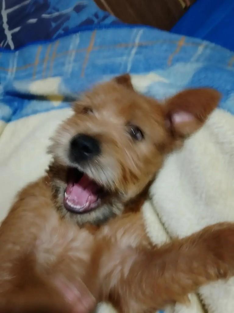 Chewbacca, cachorro de porte médio para adoção em Paulo Lopes - SC