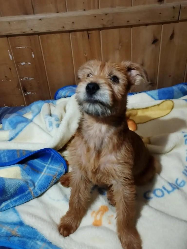 Chewbacca, cachorro de porte médio para adoção em Paulo Lopes - SC — foto 2 de 4