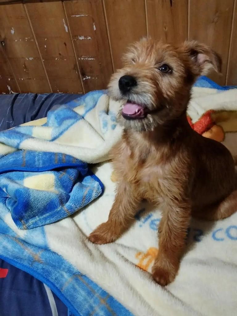 Chewbacca, cachorro de porte médio para adoção em Paulo Lopes - SC — foto 3 de 4