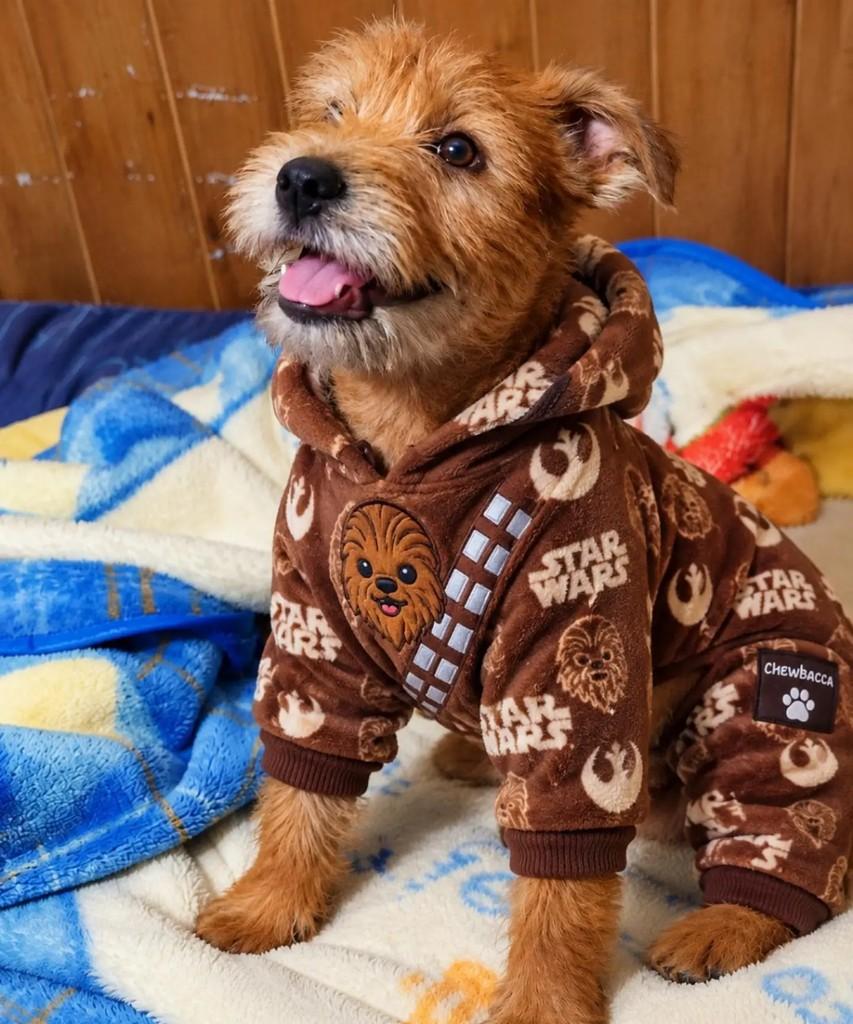 Chewbacca, cachorro de porte médio para adoção em Paulo Lopes - SC — foto 4 de 4