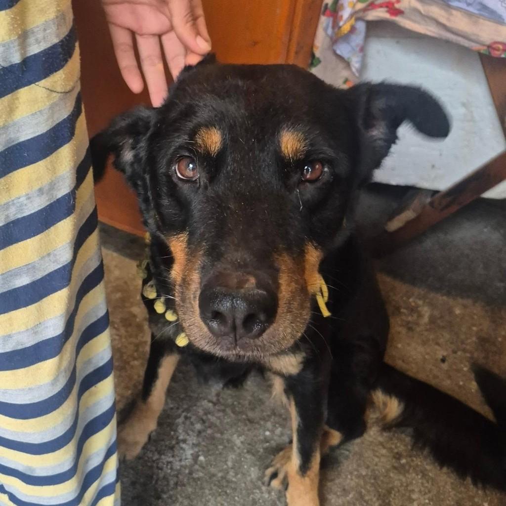Magrela, cadela de porte pequeno para adoção em Garopaba - SC — foto 4 de 5